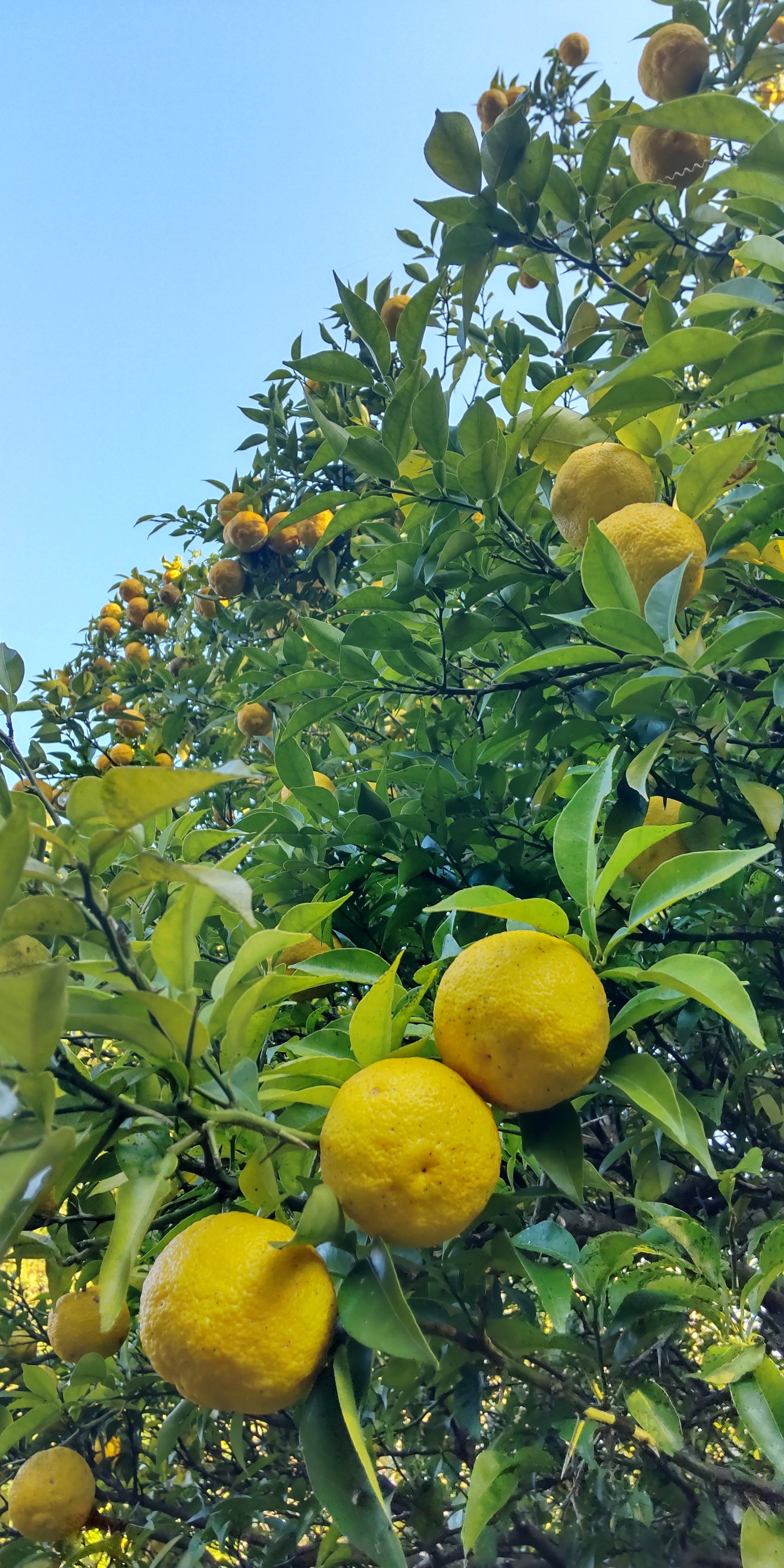 蔵で寝かせたゆずこしょう | サトちゃん納得中華まん